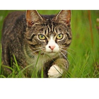 Hilarious-Pictures-Logo-Template