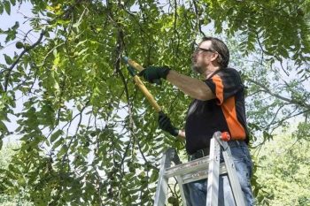 Important-Factors-To-Consider-When-Choosing-Tree-Pruning-Tools-1